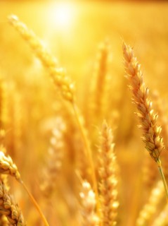 Золотистое, пшеничное поле