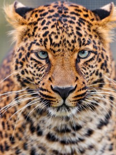 Недоуменный взгляд леопарда