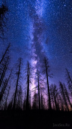 Лес на фоне ночного неба