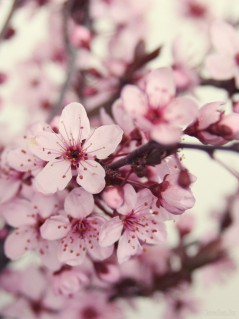 Ветви цветущей сакуры