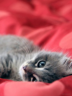 Котёнок на красном одеяле