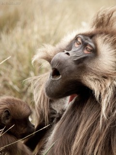 Тоскующая волосатая обезьяна