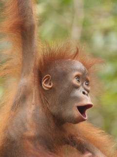 Кричащий ребенок орангутанга