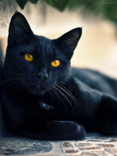Вопросительный взгляд черной кошки