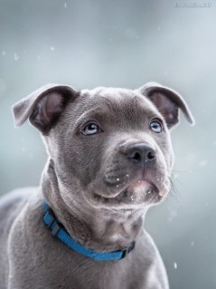 Серый щенок и первый снег