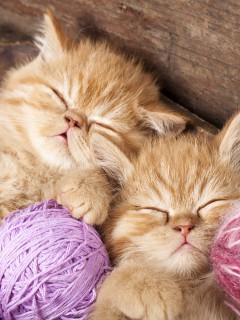 Котята, спящие с клубками