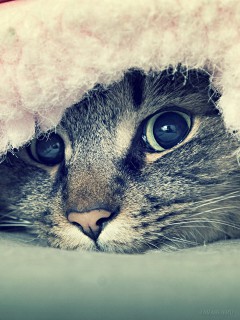 Взгляд кота из-под одеяла