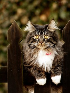 Пушистый кот на заборе