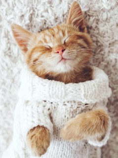 Спящий котёнок в свитере
