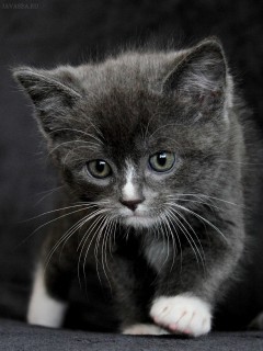 Тёмный котёнок с белыми лапками