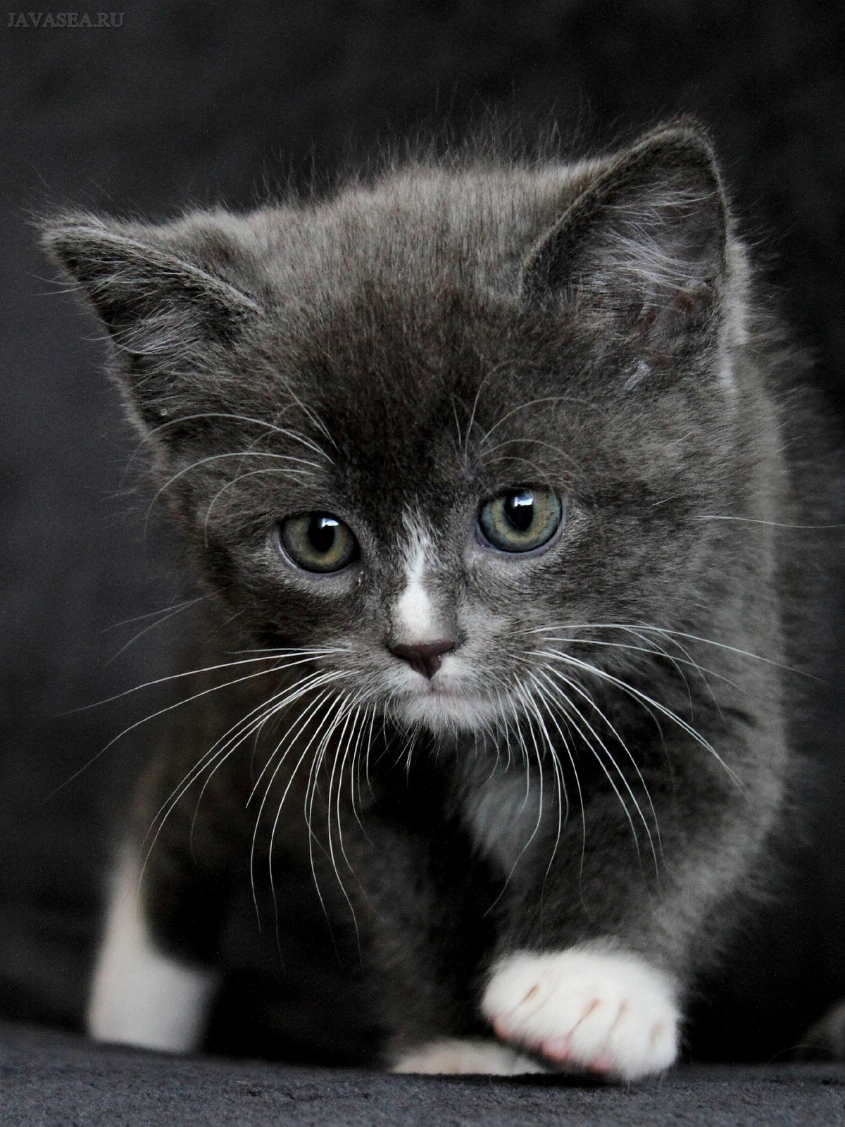 Котята с белыми лапками. Серо черный кот. Чёрно серый кот. Серо-белый котёнок. Серый котёнок.