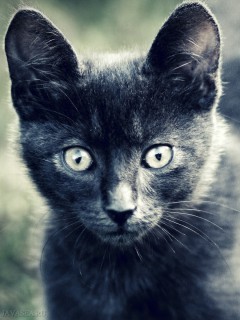 Взгляд серо-черного котёнка