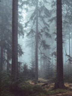 Туман в хвойном лесу (арт)