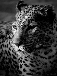 Черно-белое фото гепарда