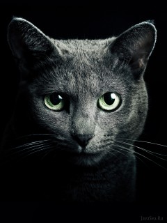 Темно-серая кошка на черном фоне