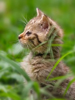 Выглядывающий котёнок с травы