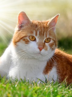 Рыжий кот в солнечных лучах