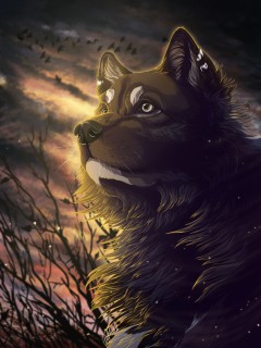 Взгляд старого, черного волка (арт)