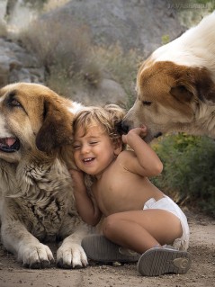 Ребёнок и 2 больших пса