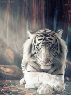 Белый тигр в лучах света