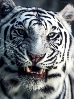 Коварный взгляд белого тигра