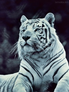 Добрый, белый тигр