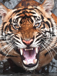 Нападающий тигр из воды