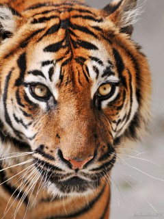 Пустой взгляд тигра