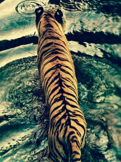 Тигр в воде (спина)