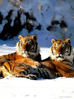 Тигры устремившие взгляд