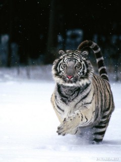 Бегущий белый тигр по снегу