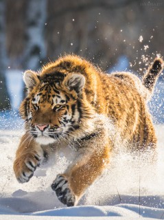 Бег юного тигра по снегу