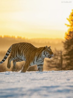 Бегущий тигр по снегу на закате