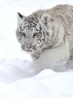 Белый тигренок, идущий по снегу