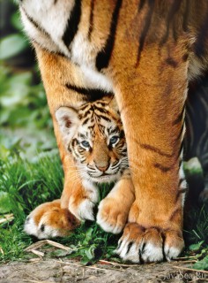 Под защитой тигрицы-матери