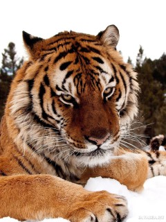 Предупреждающий взгляд тигр