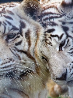 Семейная ласка белых тигров