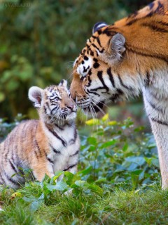 Тигрица, ласкающая своего котёнка