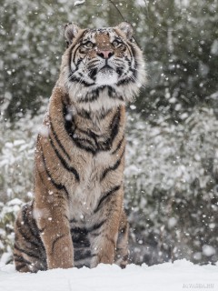 Юный тигр и первый снег