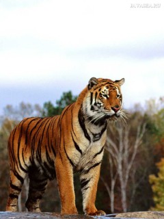 Неопытный тигр