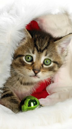 Котенок, прячущийся в шубе Деда Мороза