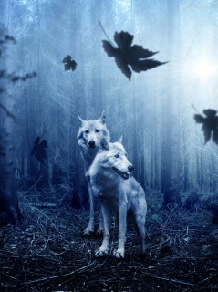 Молодые волки в магическом лесу