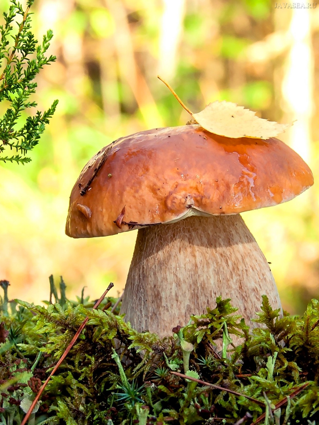 Осень грибы белые