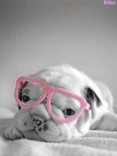 Пёсик в розовых очках
