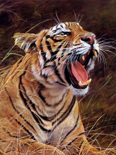 Арт. Зевающий тигр