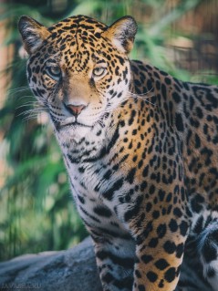 Безмятежный взгляд леопарда