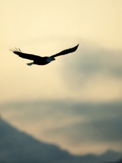 Силуэт летящего орла