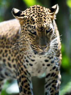 Недовольно-агрессивный леопард