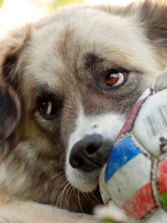 Пес, грызущий мяч