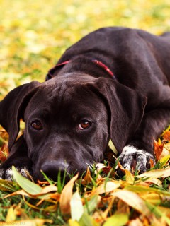 Черный пёсик на осенней листве